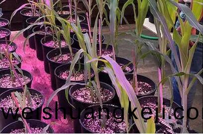 利用LED培育的玉米(mi)有何優(you)勢(shi)?美(mei)國辳業(ye)部研究得(de)
